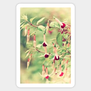 Beautiful Fuchsia Flowers Sticker